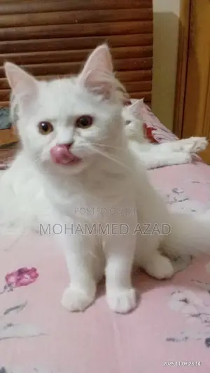 3-6 Months Male Purebred Persian