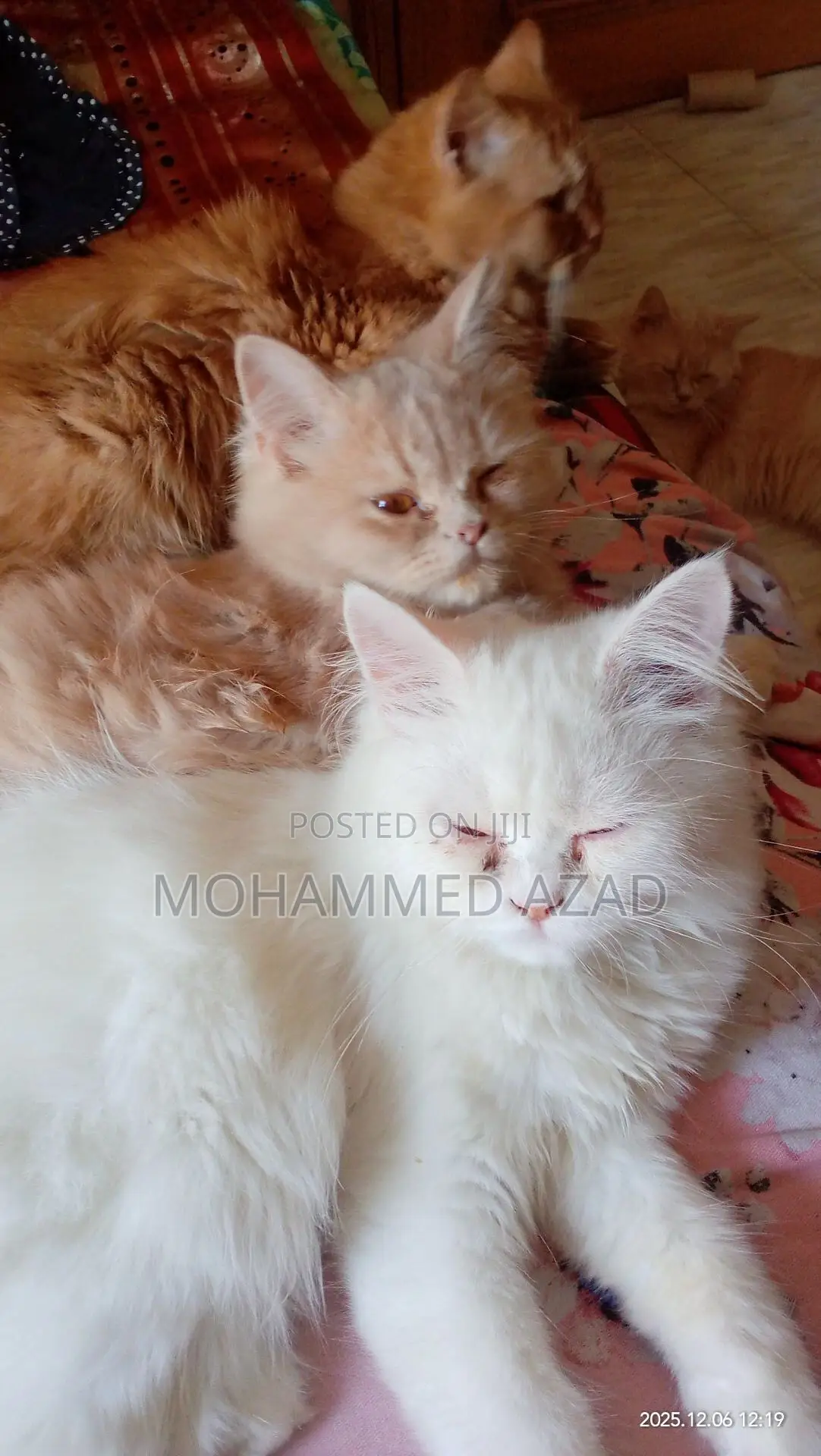 3-6 Months Male Purebred Persian