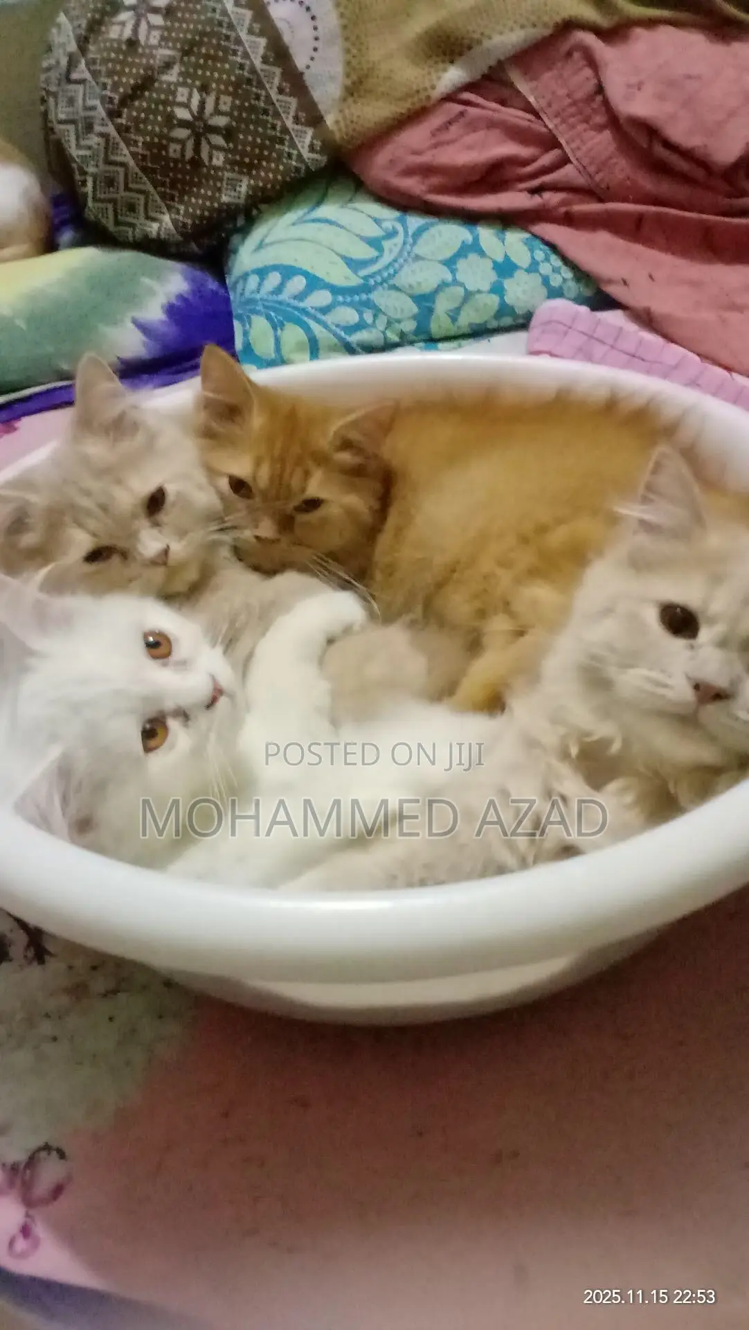 3-6 Months Male Purebred Persian