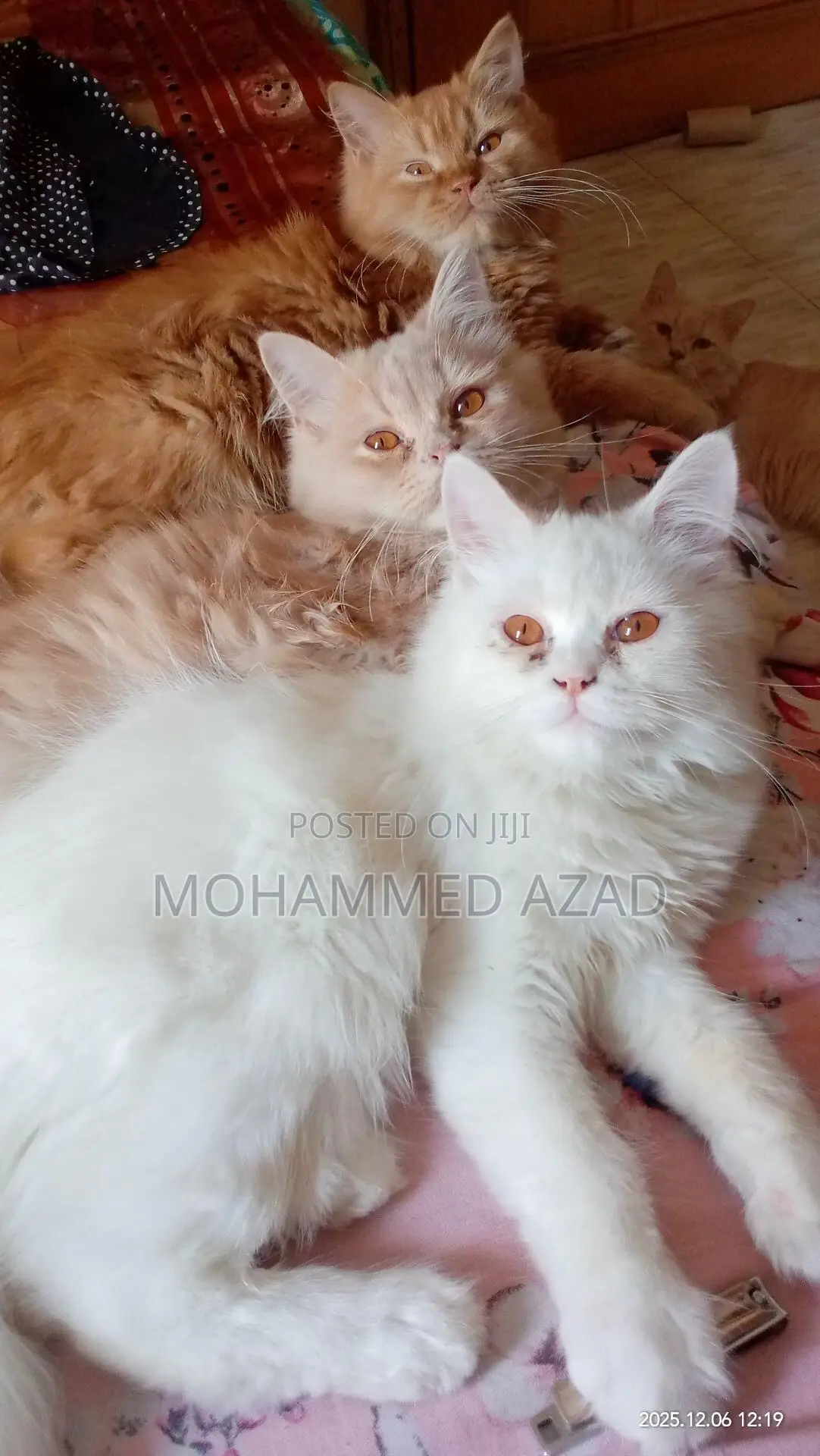 3-6 Months Male Purebred Persian