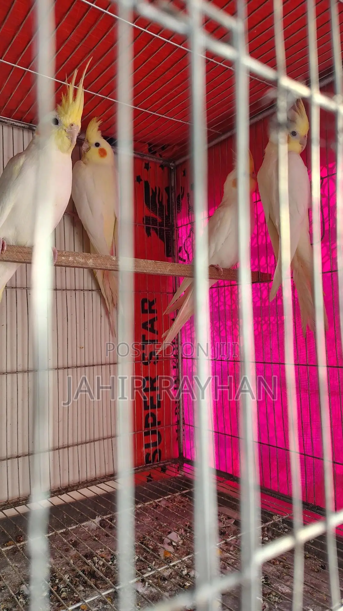 লুটিনো ককাটেল বিক্রি হবে