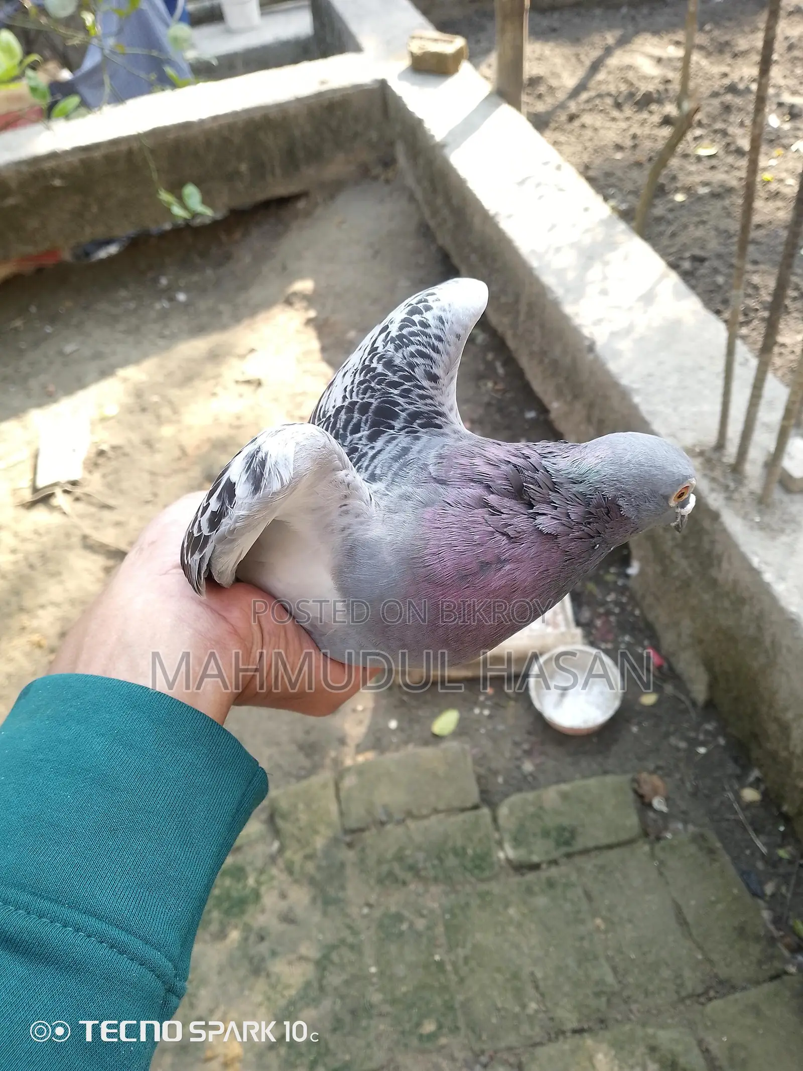 Male Maksi Pigeon