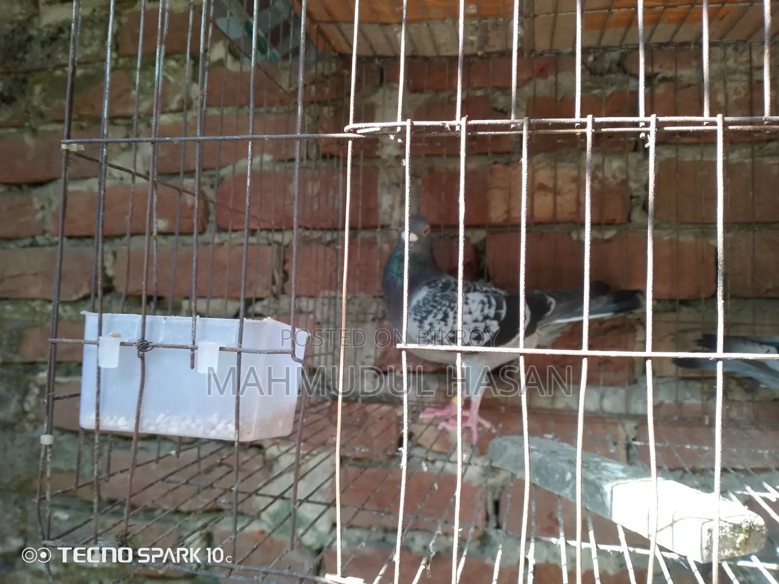 Male Maksi Pigeon