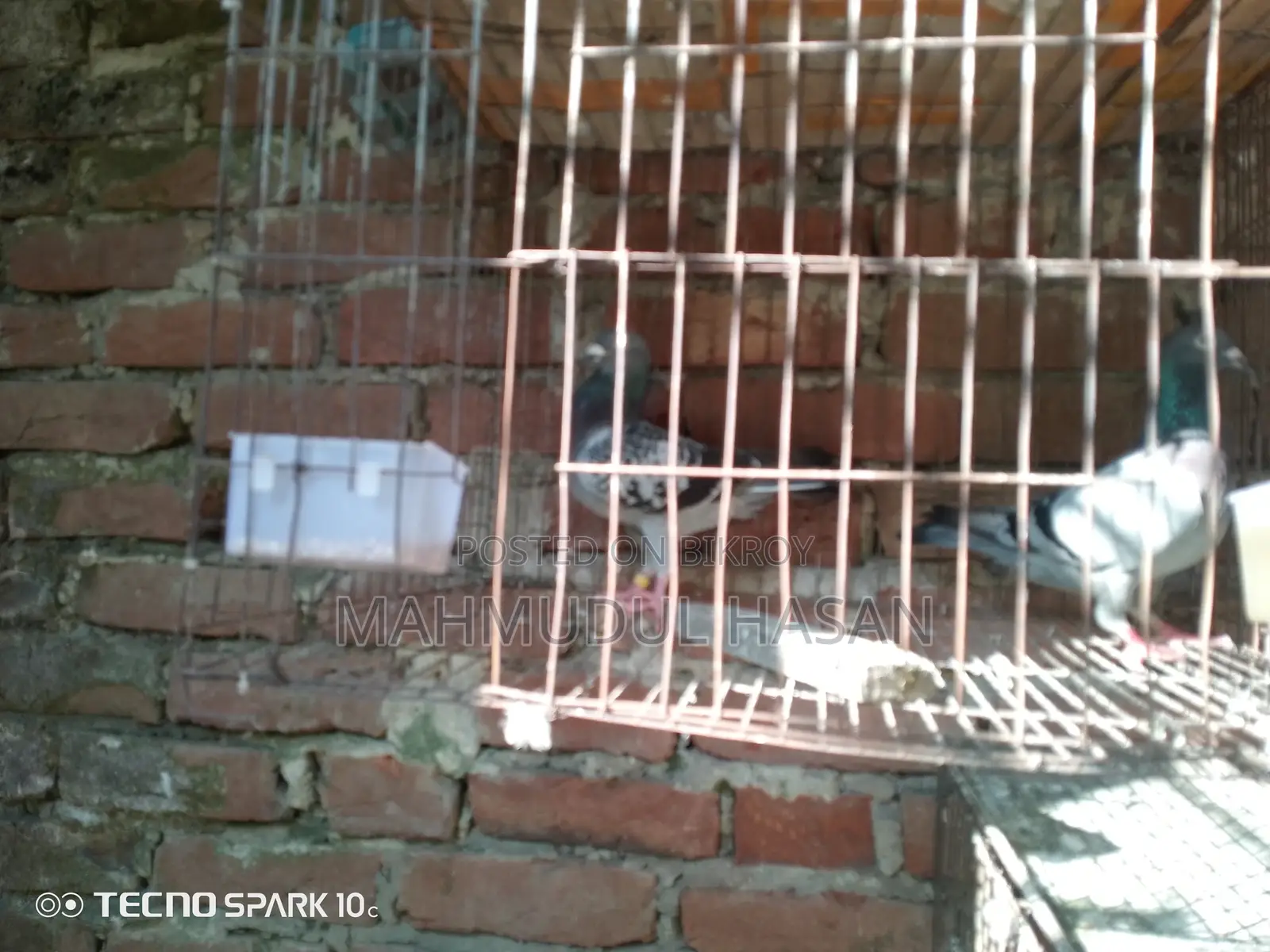 Male Maksi Pigeon