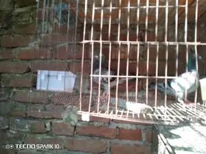 Male Maksi Pigeon