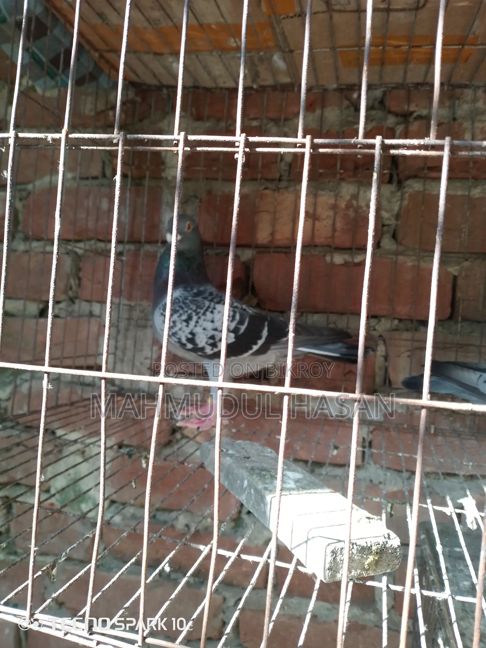 Male Maksi Pigeon