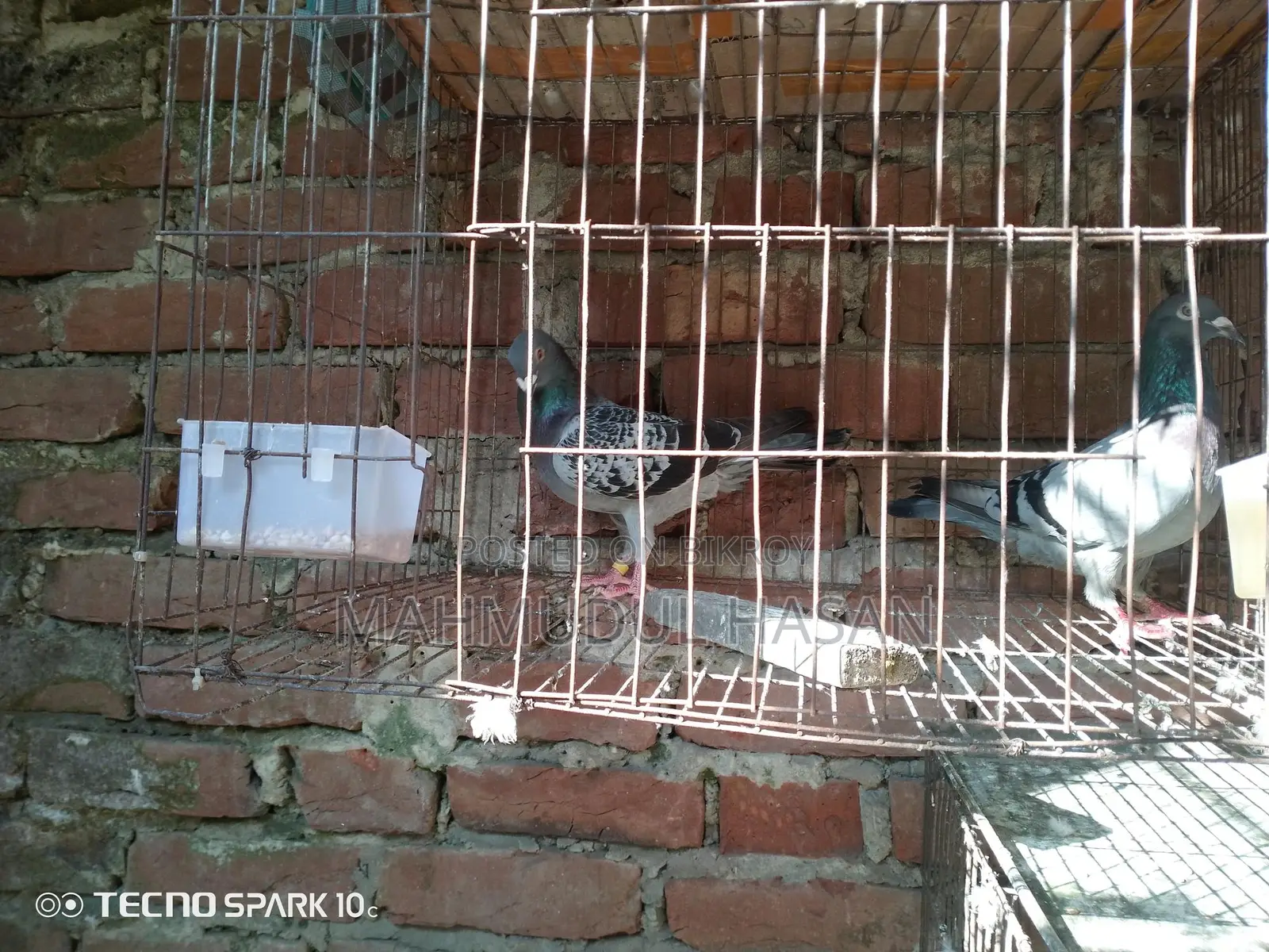 Male Maksi Pigeon
