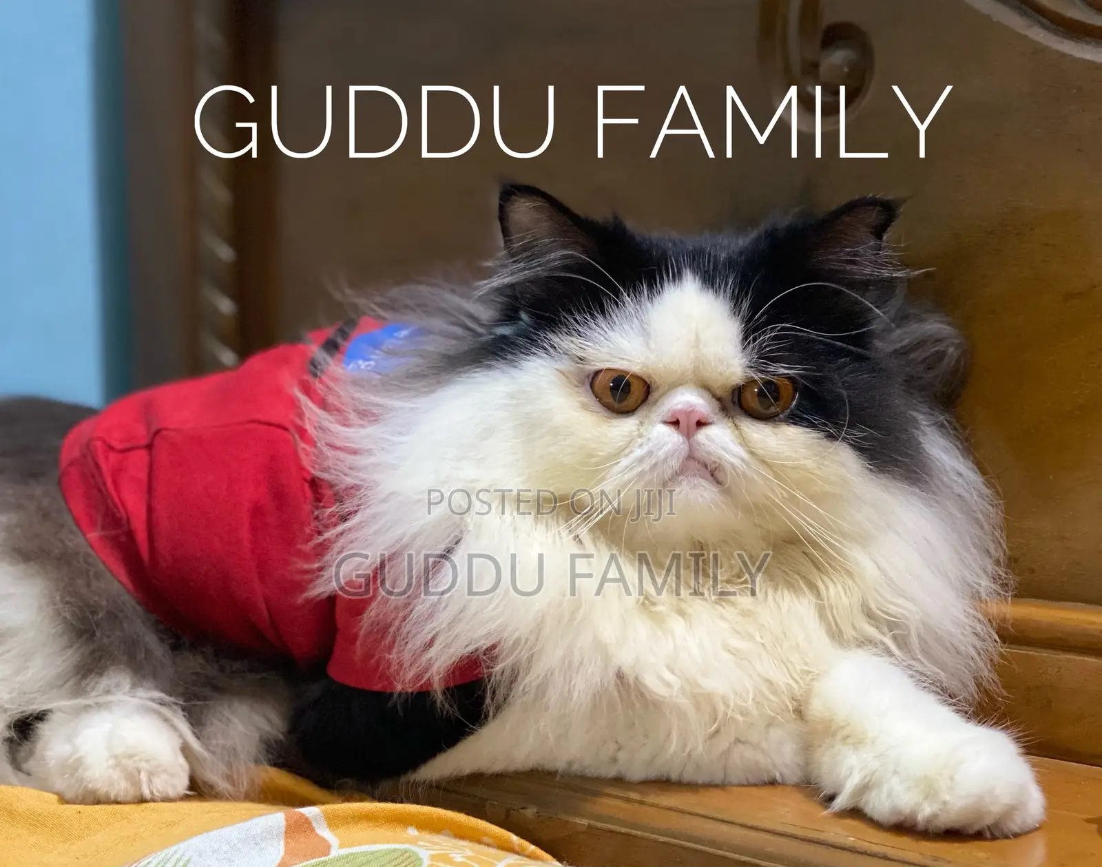 1+ Year Male Purebred Persian