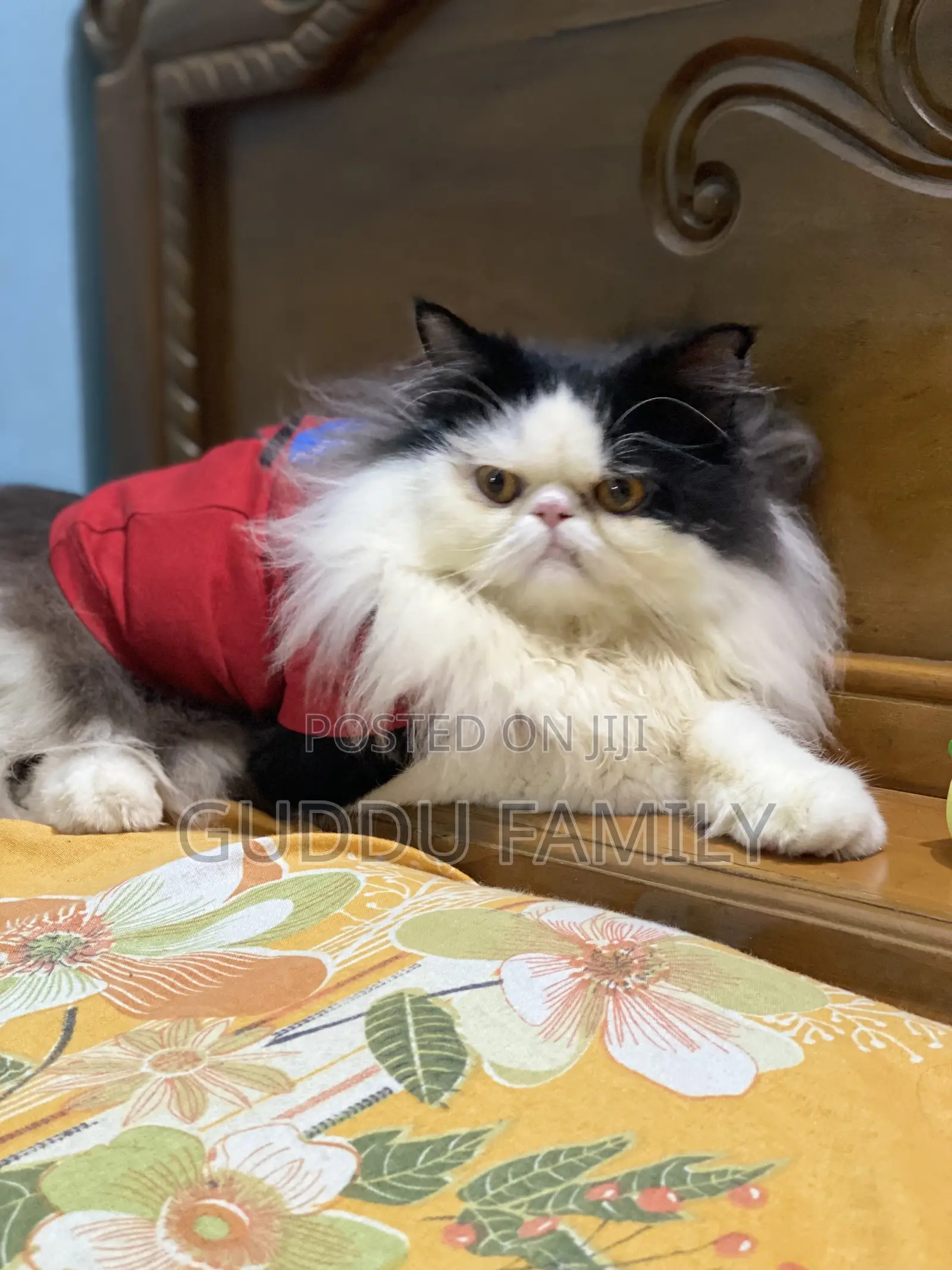 1+ Year Male Purebred Persian