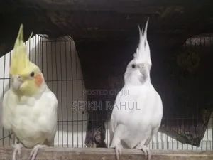 Photo - Cocatail Running(কোকাটেল )