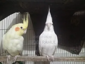 Cocatail Running(কোকাটেল )