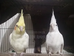 Cocatail Running(কোকাটেল )