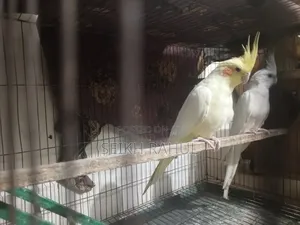 Cocatail Running(কোকাটেল )