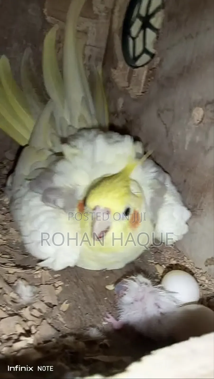 কোকাটেল পাখি রানিং পেয়ার