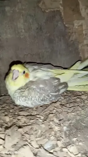 কোকাটেল পাখি রানিং পেয়ার