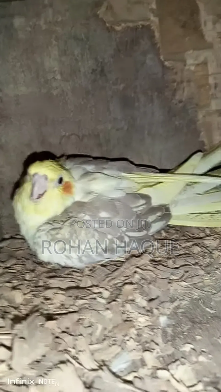 কোকাটেল পাখি রানিং পেয়ার