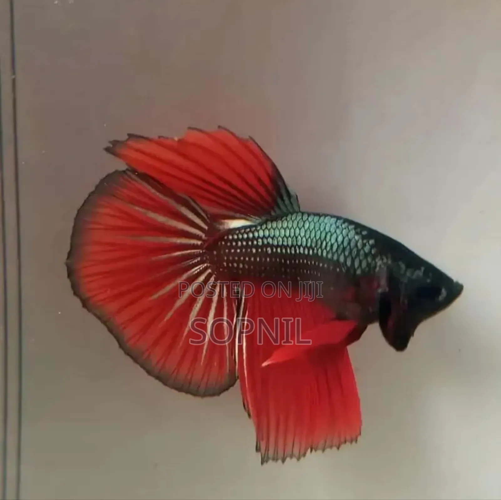 Fullmoon Betta Fish