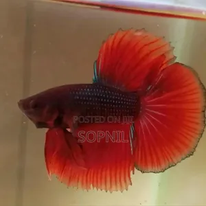 Fullmoon Betta Fish