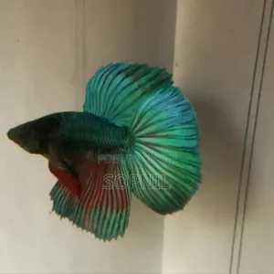 Photo - Fullmoon Betta Fish
