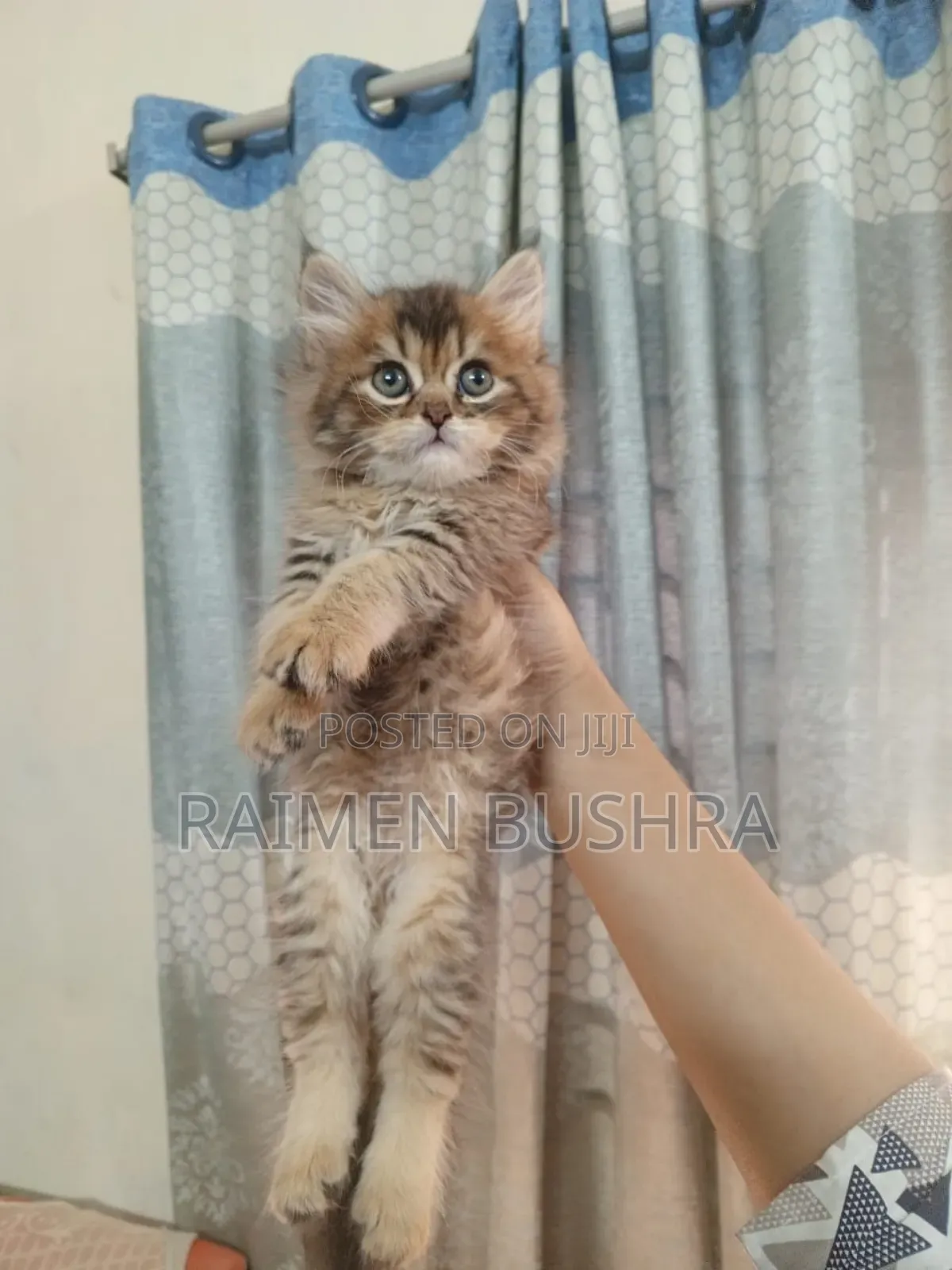 1-3 Months Male Purebred Persian