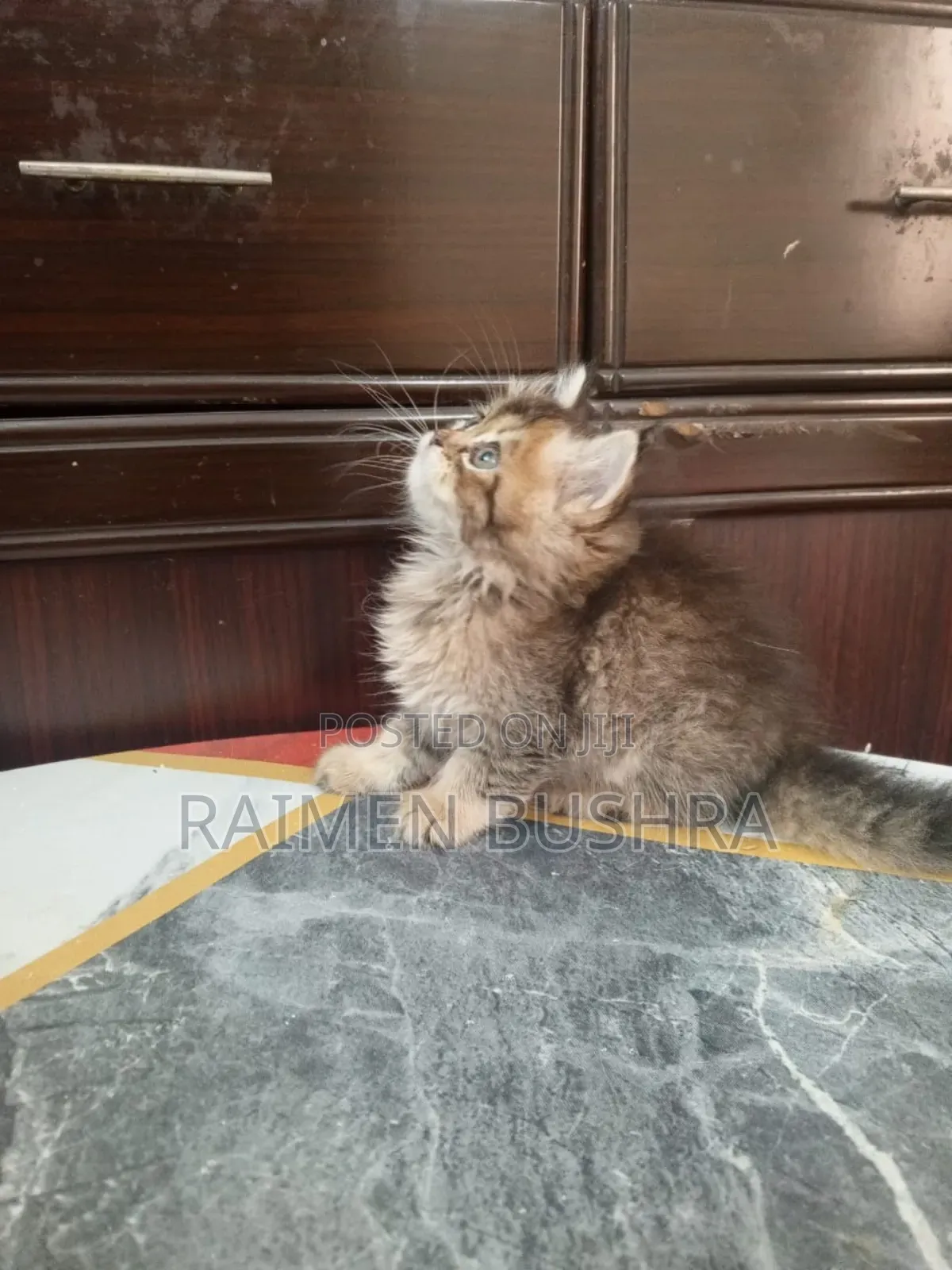 1-3 Months Male Purebred Persian