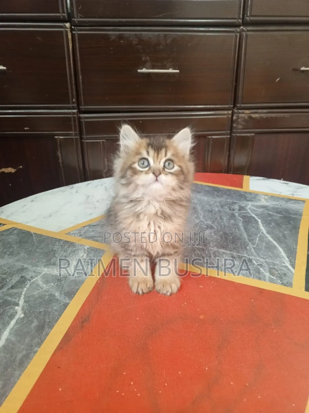 1-3 Months Male Purebred Persian