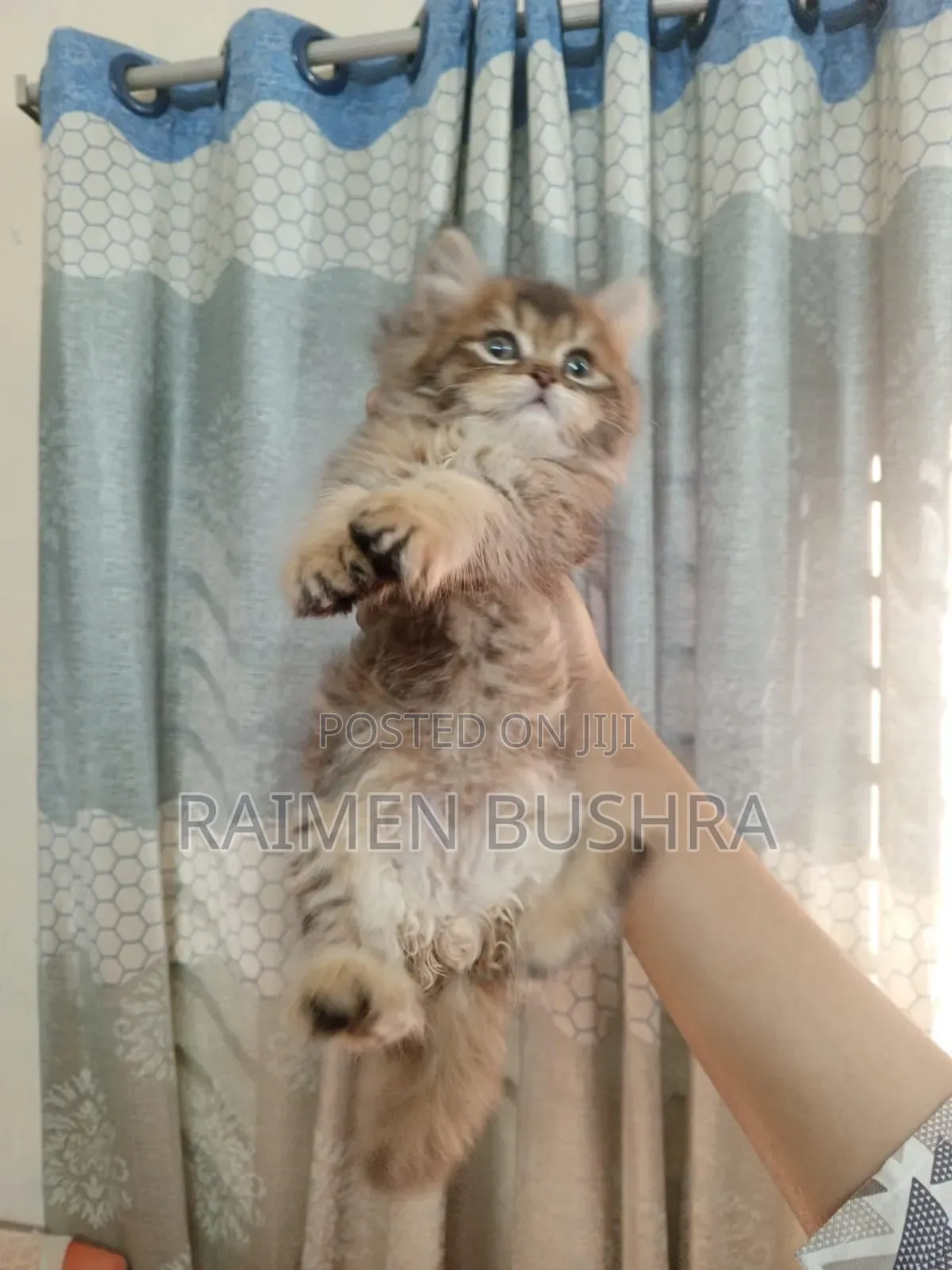 1-3 Months Male Purebred Persian