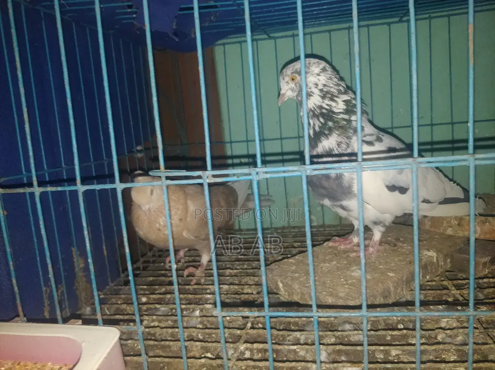 কবুতর বিক্রি করা হবে