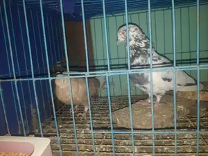 Photo - কবুতর বিক্রি করা হবে