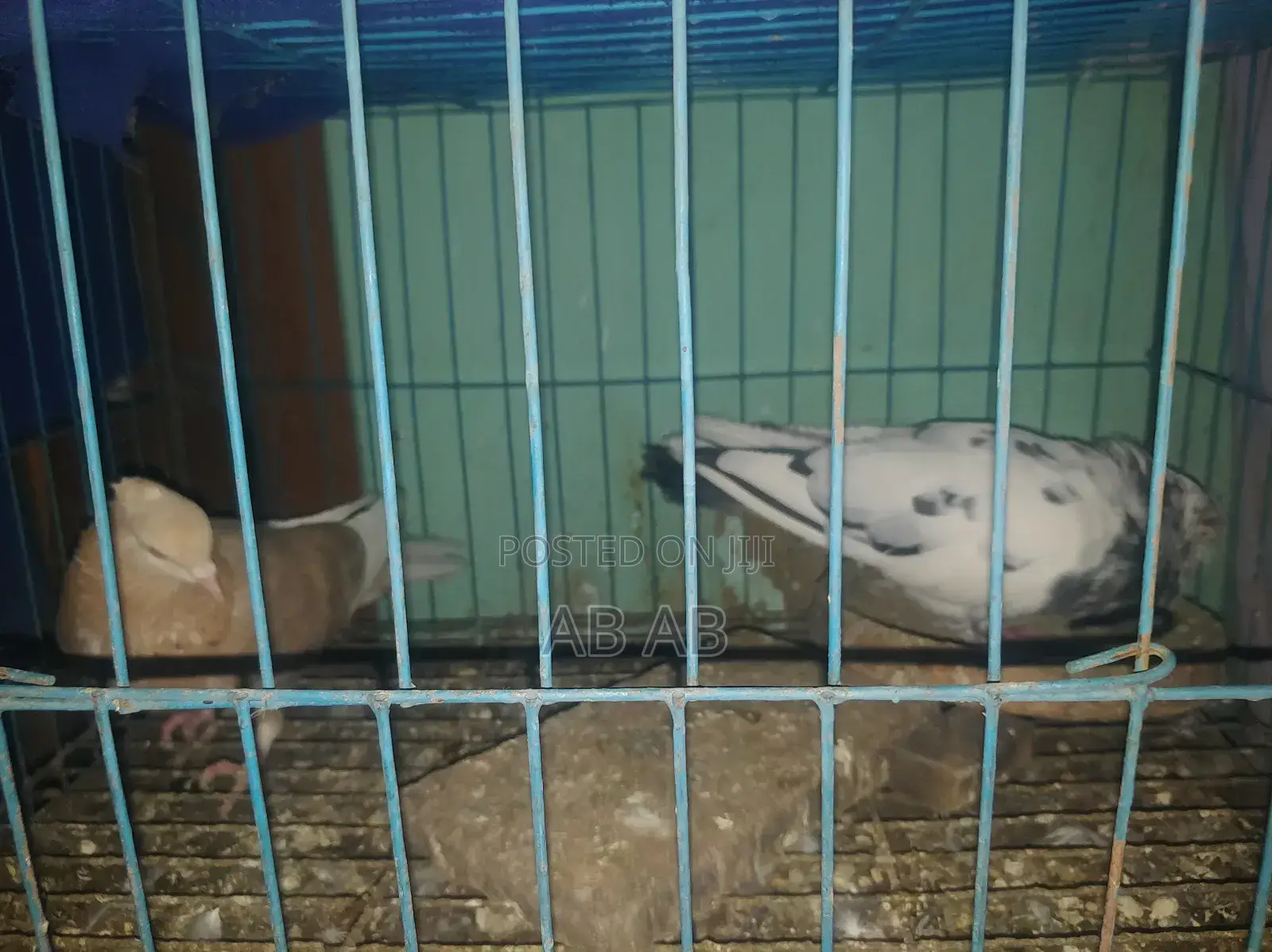 কবুতর বিক্রি করা হবে