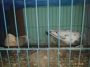 কবুতর বিক্রি করা হবে