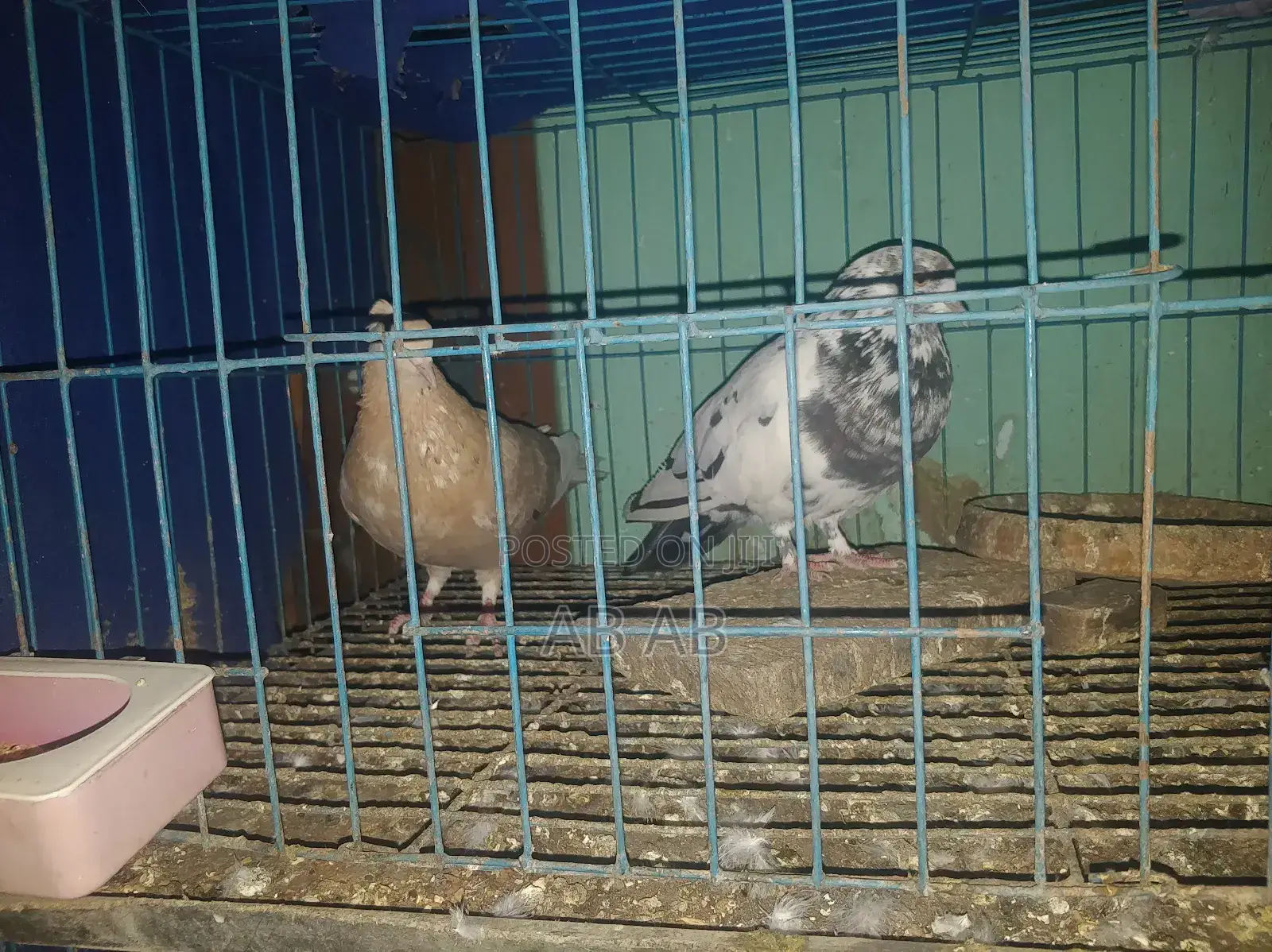 কবুতর বিক্রি করা হবে