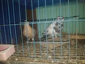 কবুতর বিক্রি করা হবে