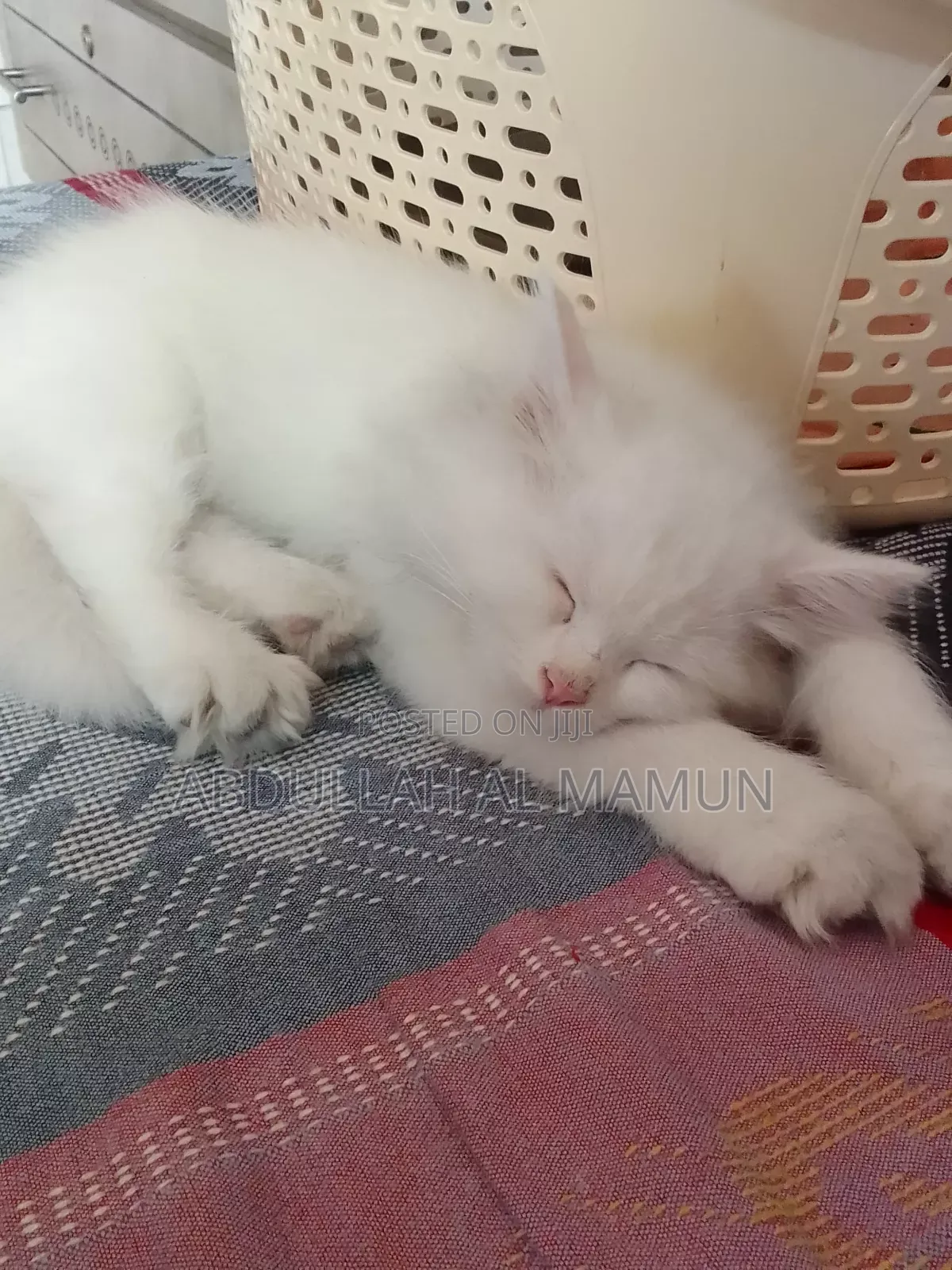 1-3 Months Female Purebred Persian