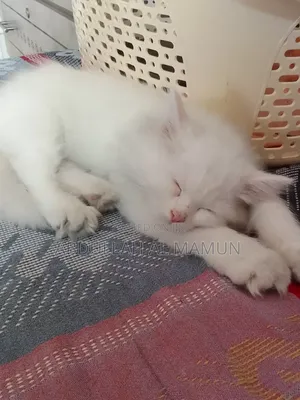 Photo - 1-3 Months Female Purebred Persian