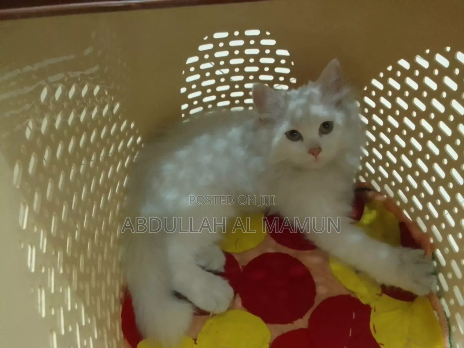 1-3 Months Female Purebred Persian