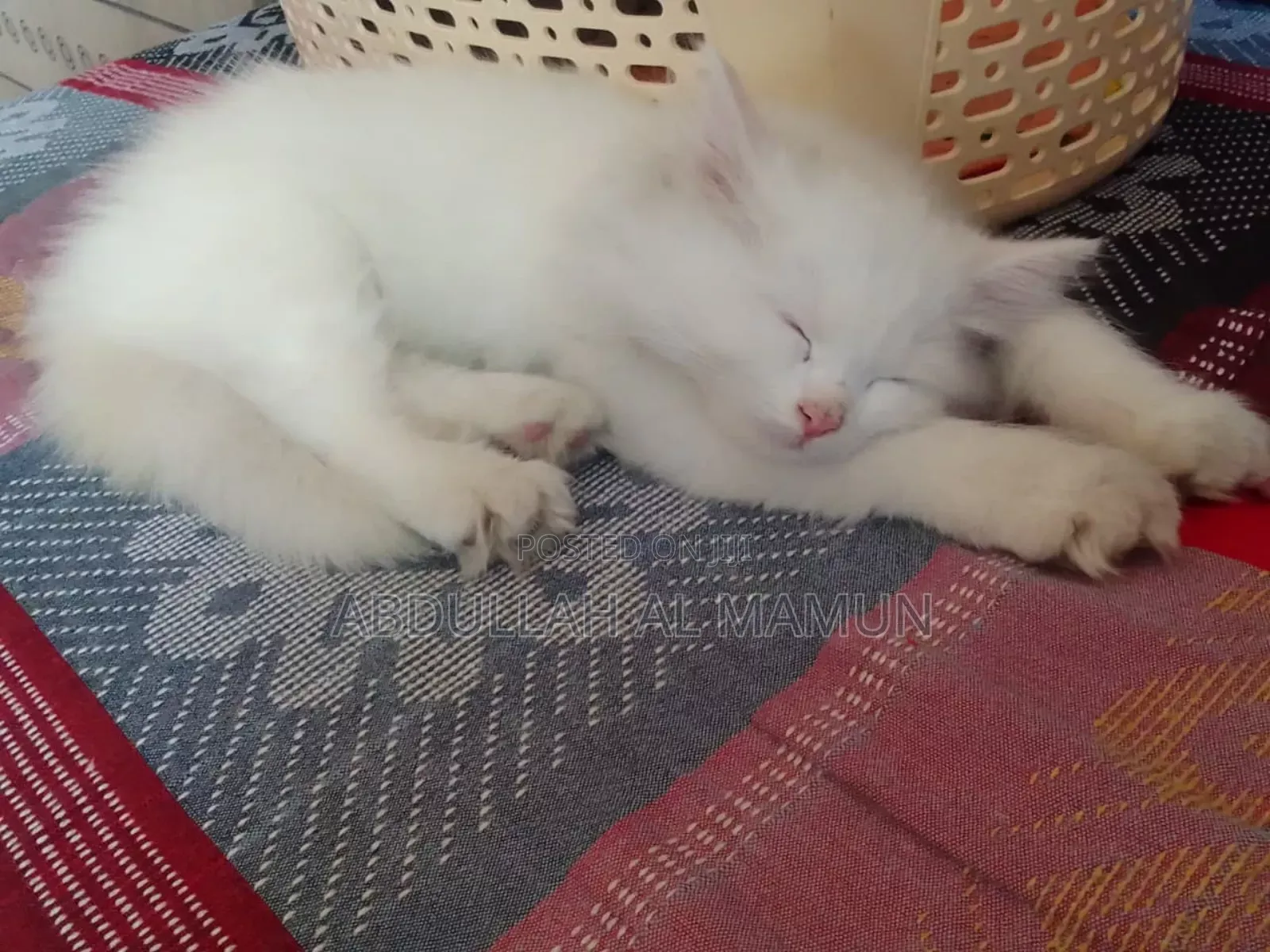 1-3 Months Female Purebred Persian