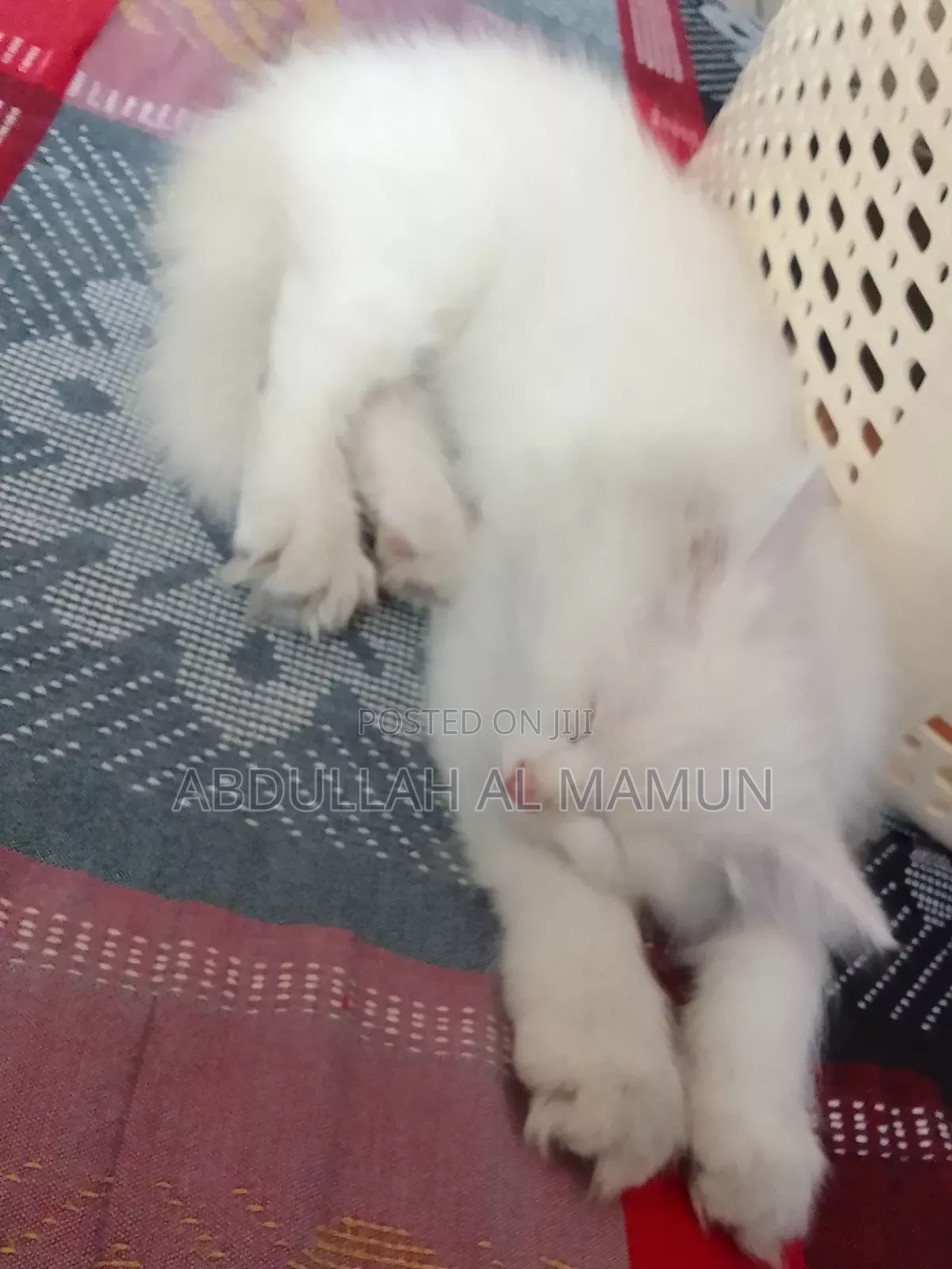 1-3 Months Female Purebred Persian