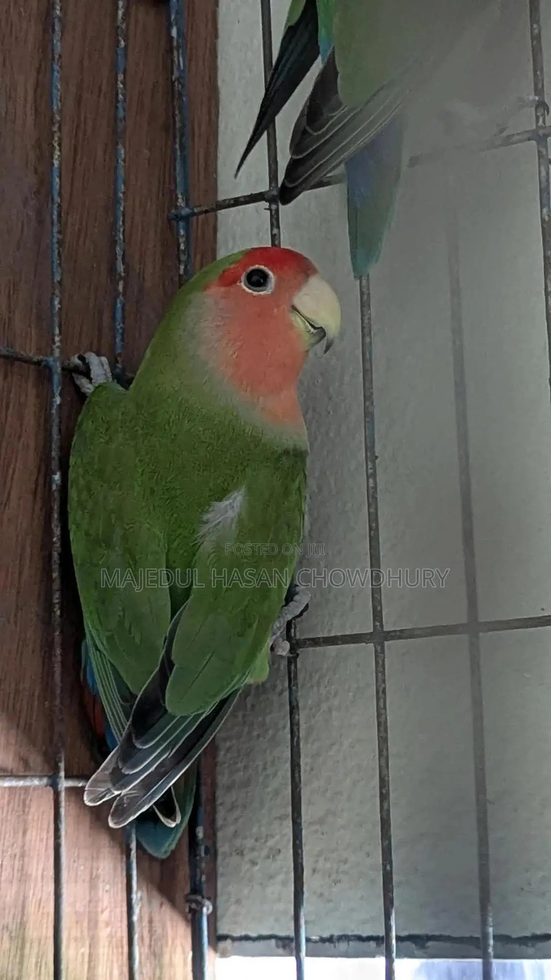 Love Bird Running Female