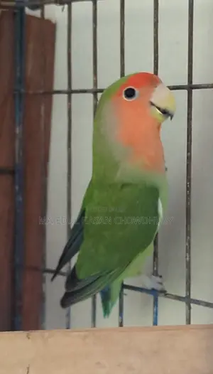 Love Bird Running Female