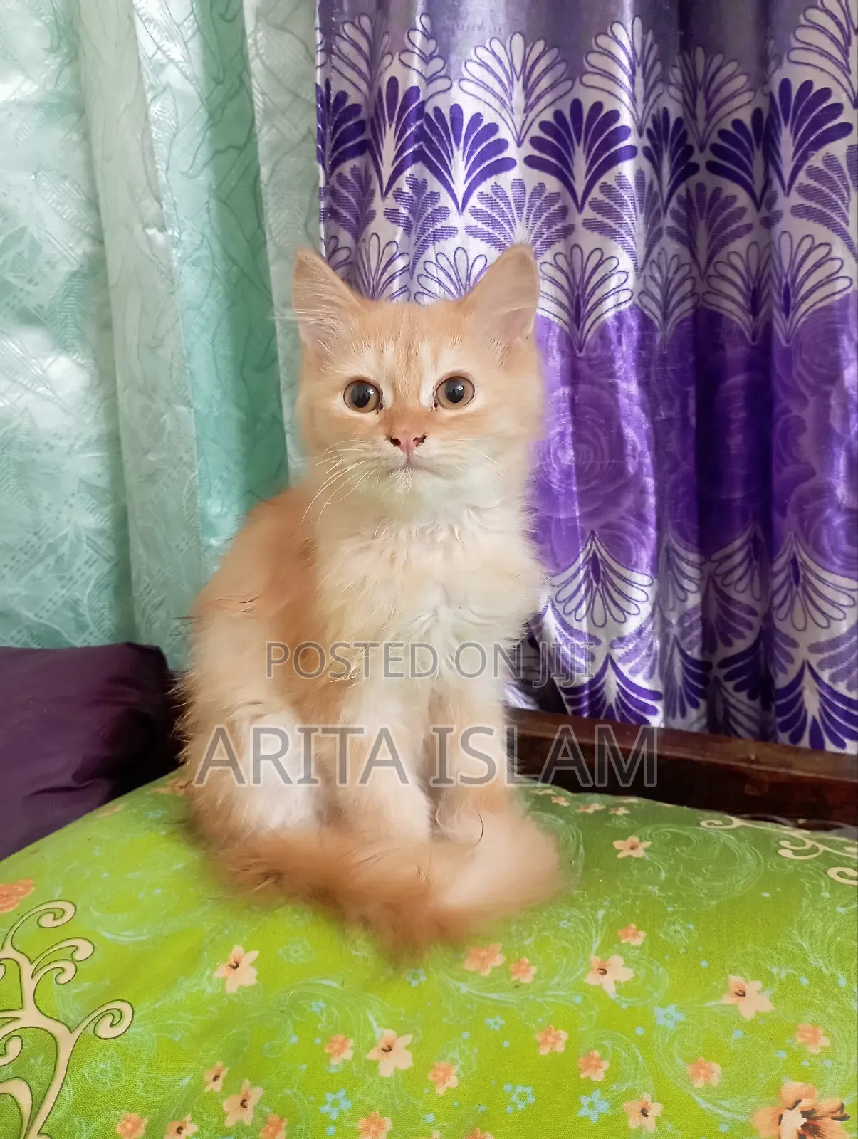 3-6 Months Male Mixed Breed Persian