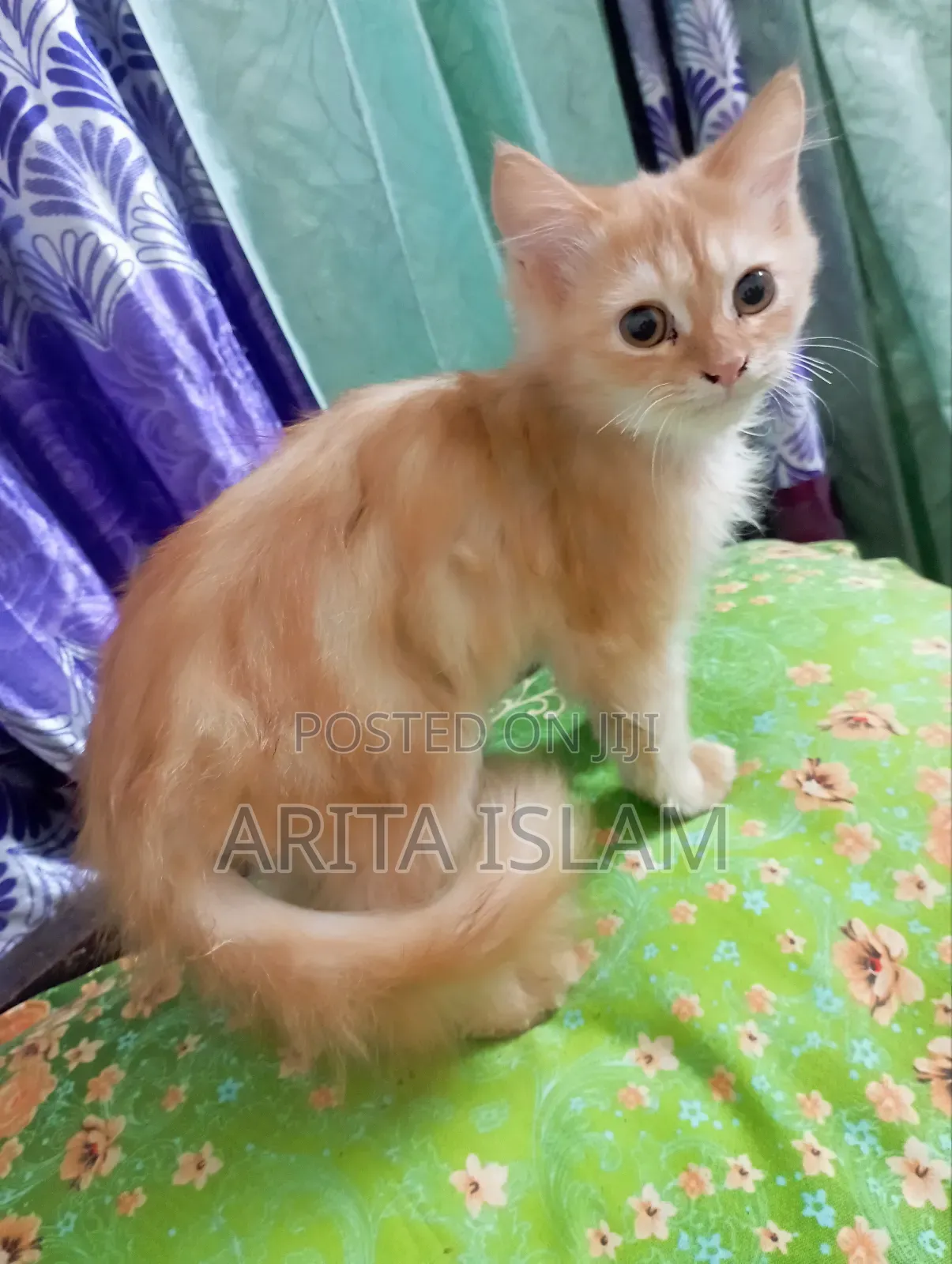 3-6 Months Male Mixed Breed Persian