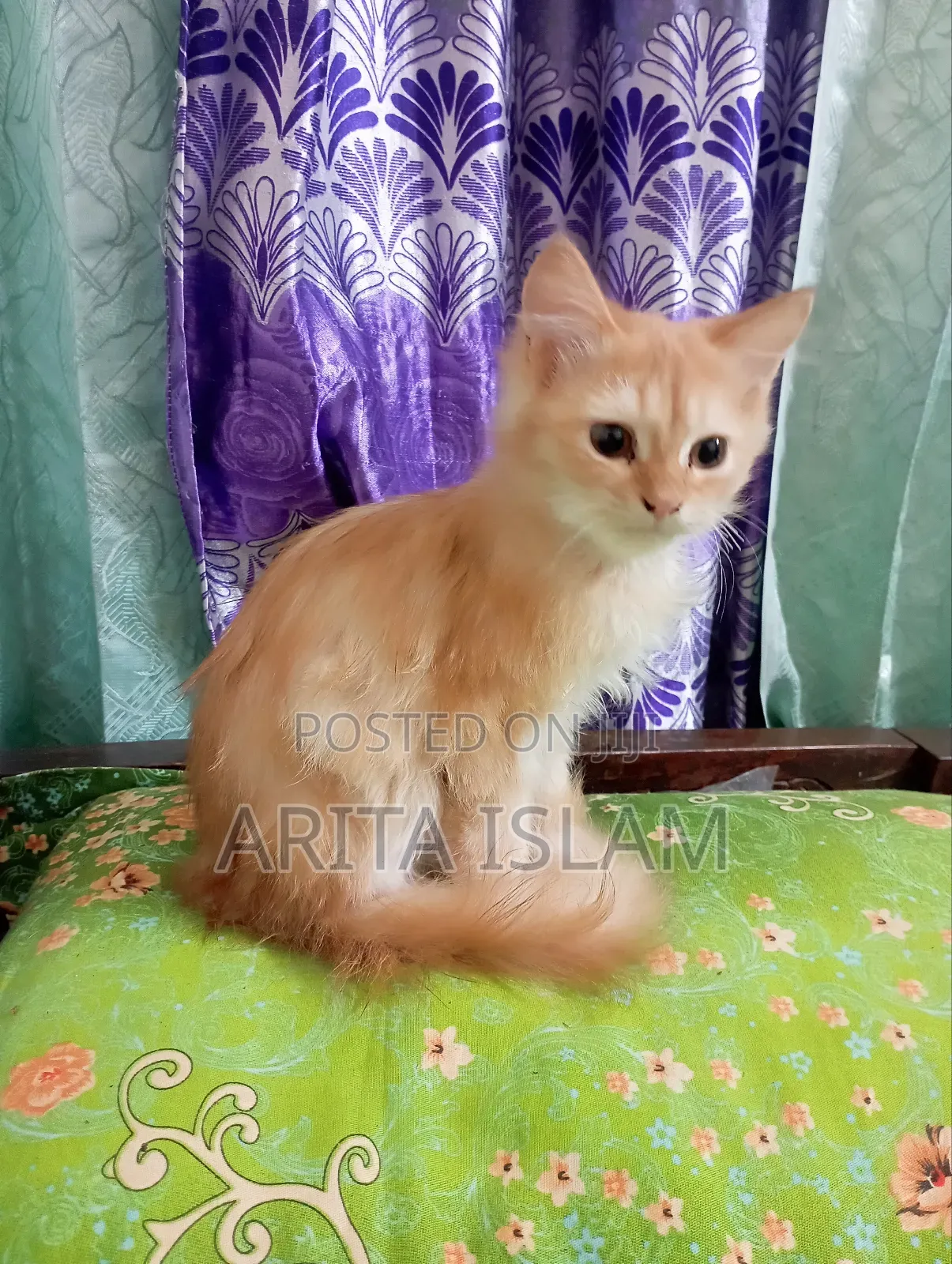 3-6 Months Male Mixed Breed Persian