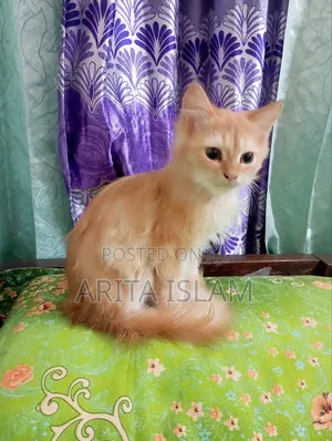 3-6 Months Male Mixed Breed Persian