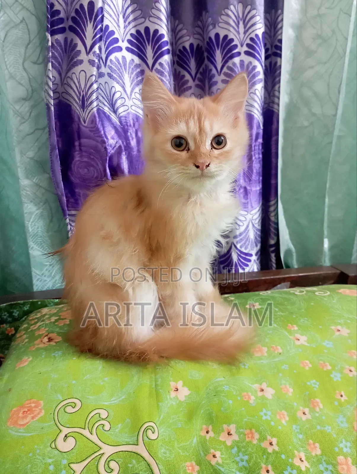 3-6 Months Male Mixed Breed Persian