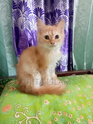 3-6 Months Male Mixed Breed Persian