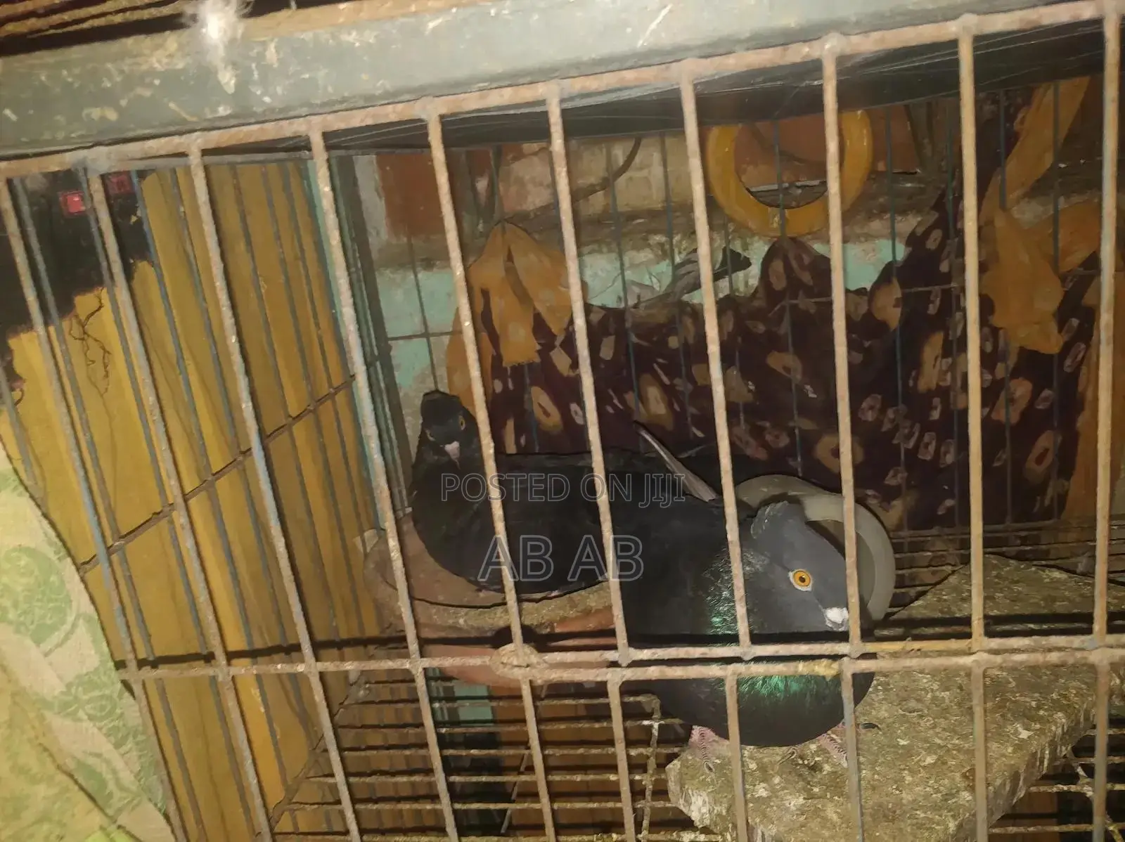 ডিম সহ একজোড়া কবুতর বিক্রি করা হবে