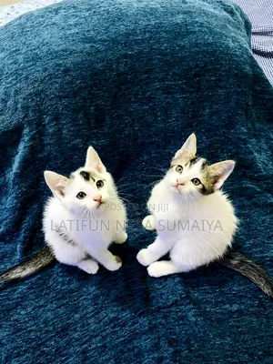 Photo - 1-3 months Male Mixed Breed Cat