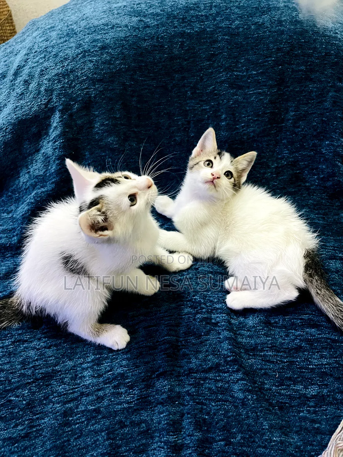 1-3 months Male Mixed Breed Cat