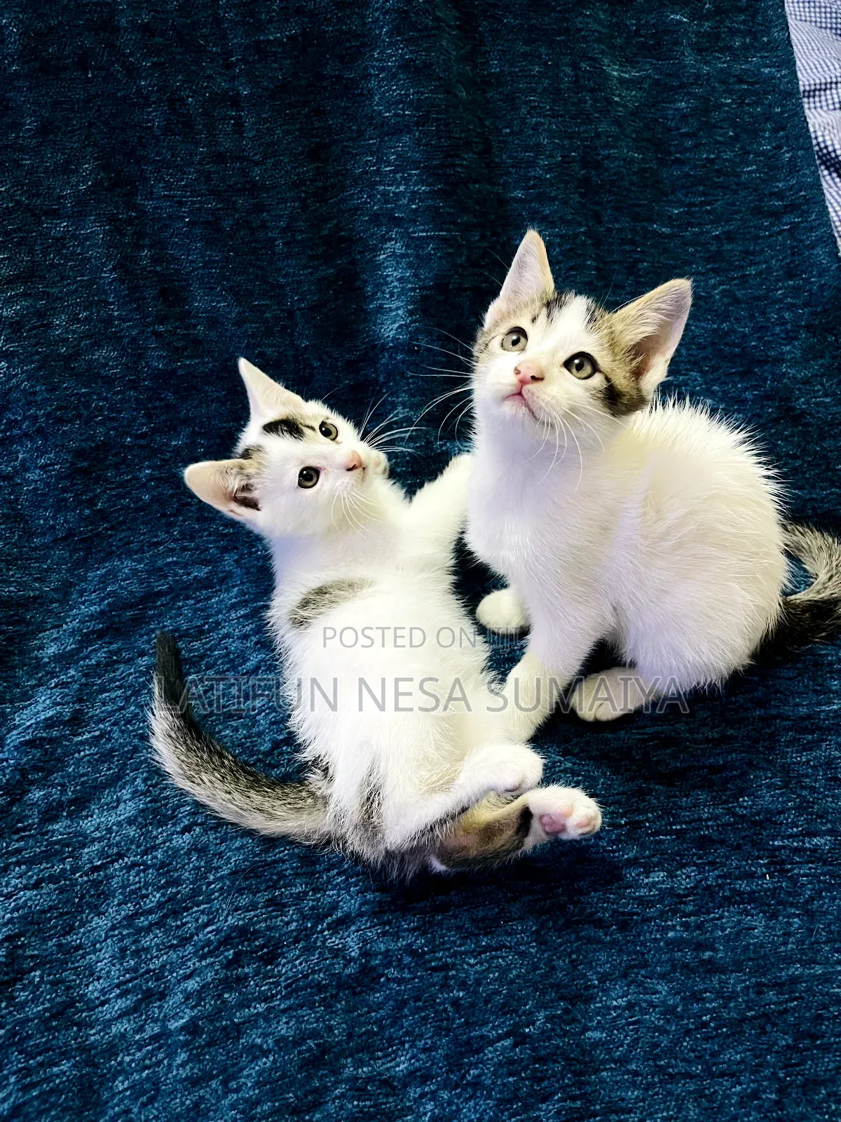 1-3 months Male Mixed Breed Cat